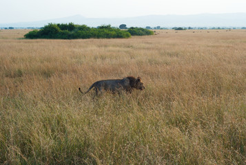 Male Lion in High Grass