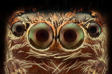 Extreme magnification - Jumping spider