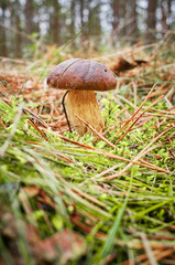 Close up picture of a cep (Boletus edulis, penny bun) in autumnal forest, selective focus.