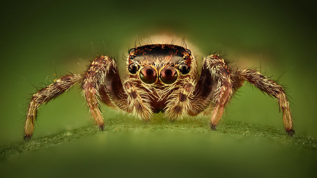 Extreme magnification - Jumping spider - Powered by Adobe