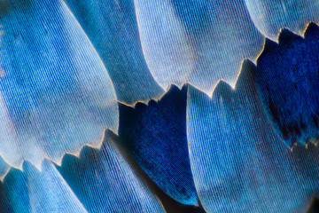 Extreme magnification - Blue morpho (morpho peleides) wing, 100:1 magnification