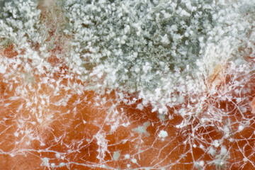 Extreme magnification - Mold matured on bread