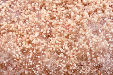 Extreme magnification - Mold matured on bread