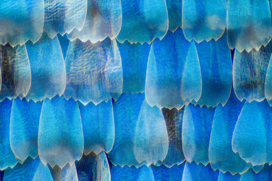 Extreme magnification - Blue morpho (morpho peleides) wing, 50:1 magnification