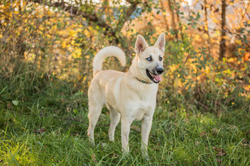 young dog with heterochromia