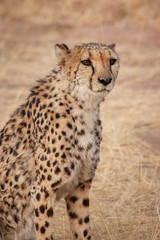 Cheetah in Namibia