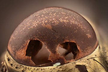 Extreme magnification - Compound eye texture under the microscope