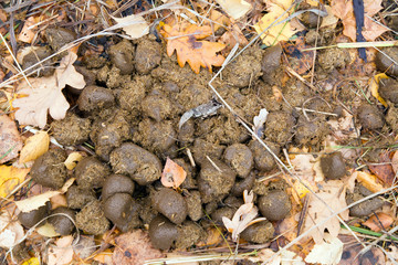 Horse feces lie in yellow leaves on the ground.