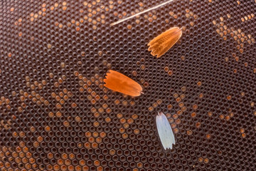 Extreme magnification - Compound eye texture under the microscope with butterfly scales