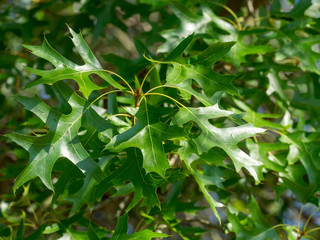 Feuilles aux lobes très découpées de chêne des marais (Quercus palustris)