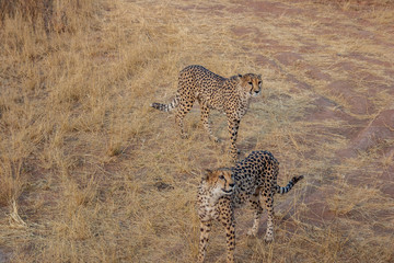 Cheetahs in Namibia