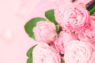 Pink roses on a pink background. Soft focus. The concept of wedding or Valentine's day.