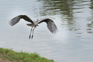Fischreiher
