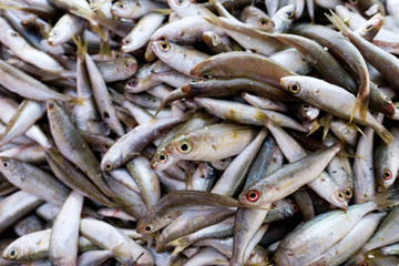 Fish display at fish market