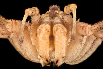 Extreme magnification - Opiliones, harvestmen, daddy longlegs