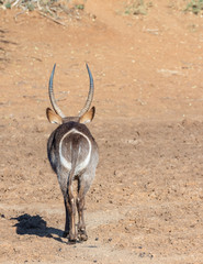 Waterbuck walking away with the round white circle on its back clearly visible