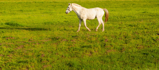 Obraz na płótnie Canvas One beautiful white domestic horse grazing at green grass field