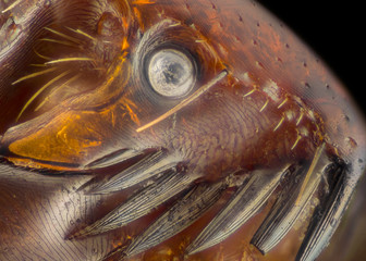 Extreme magnification - Flea at 50x magnification
