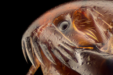 Extreme magnification - Flea at 50x magnification