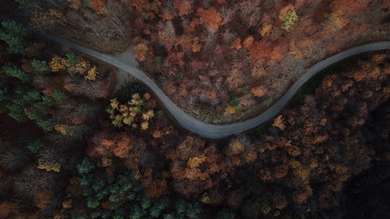 forest autumn summer blue sky clouds water road nature © DEM