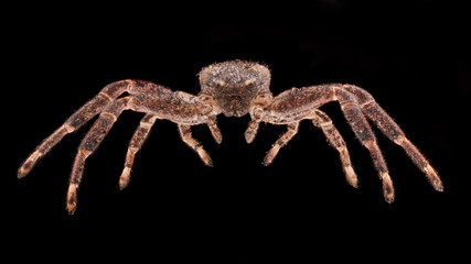 Extreme magnification - Bronw Crab spider