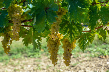Vineyards with clusters of white grapes for the production of wine..Harvest in Italy