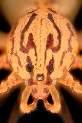 Extreme magnification - Scytodes thoracica, Spitting Spider