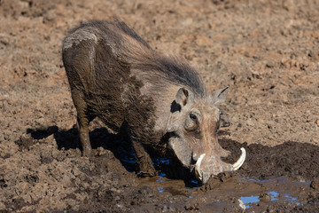 warthog having a mud-bath in Mokala National Park in South Africa