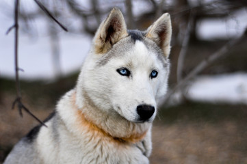 Portrait of a sled dog, Husky dog
