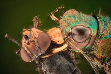 Extreme magnification - Tiger beetle
