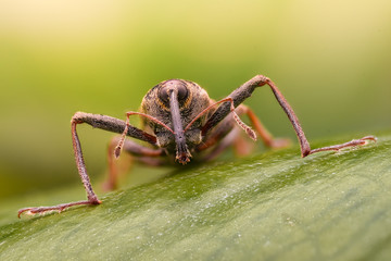 Extreme magnification - Weevil in the wild