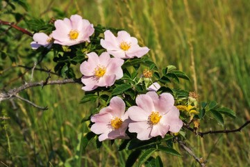 Kwitnąca gałążka dzikiej róży na tle letniej łąki