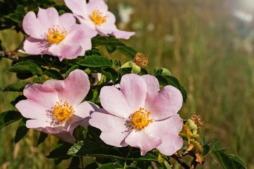 Kwitnąca gałązka dzikiej róży