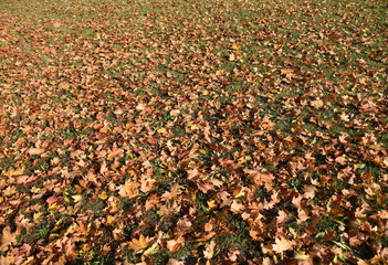 background of autumn leaves