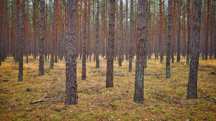 Fototapeta premium Panoramic view of an autumnal forest scenery