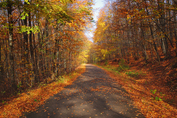 Beautiful warm color autumn landscape in a forest with a road and fallen leaves