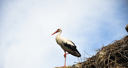 stork standing in nest  (5)