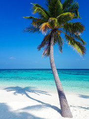 coconut palm by the azure ocean