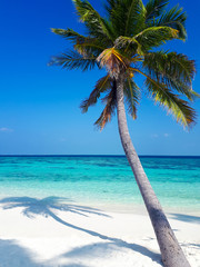 coconut palm by the azure ocean