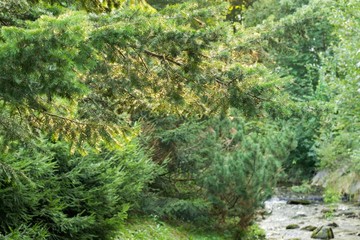 Magic trees and paths in the forest and on meadow. Czech Republic