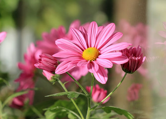 Obraz premium Розовые хризантемы