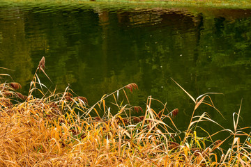 acqua, lago, natura, alberi, autunnale, foresta, fiume, paesaggio, verde, autunno, pozze, parco, alberi, ruscello, foglia, all'aperto, giallo, giardino, foglia, bella, fogliame, estate, calmo, scena, 