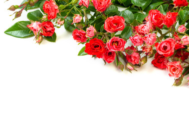 Red roses on white background