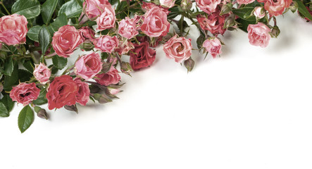 Dried roses isolated