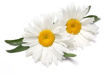Zelfklevend Fotobehang Beautiful chamomile flowers on white © AlenKadr