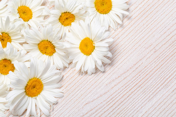 Daisy chamomile flowers on wooden background.