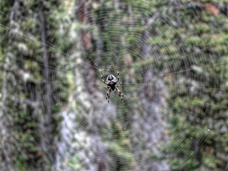 Mountain Spider