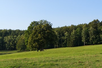 Magic trees and paths in the forest and on meadow. Czech Republic