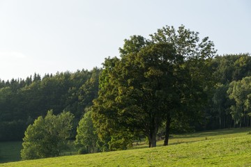 Magic trees and paths in the forest and on meadow. Czech Republic	