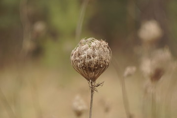 dry wild carrot plant with mature seeds close up